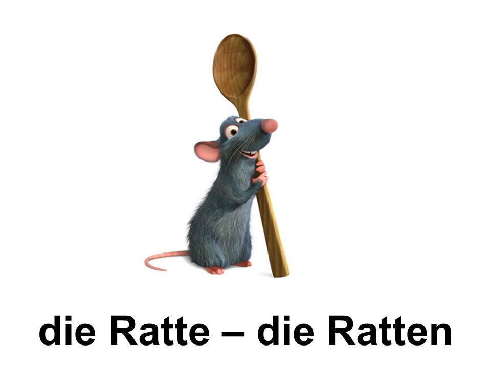 die Ratte – die Ratten