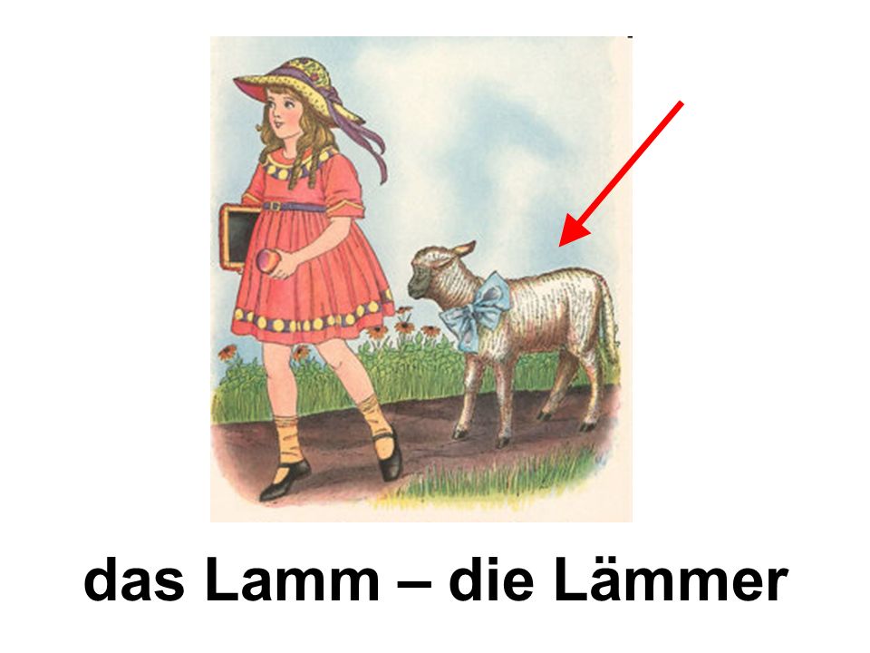 das Lamm – die Lämmer