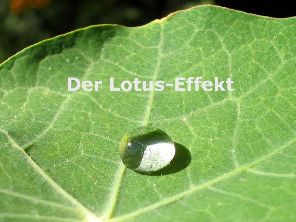 Der Lotus-Effekt Lotus Effekt