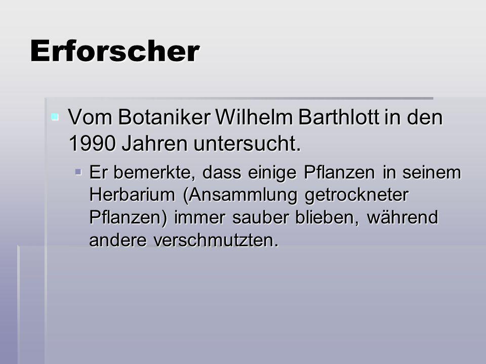 Erforscher Vom Botaniker Wilhelm Barthlott in den 1990 Jahren untersucht.