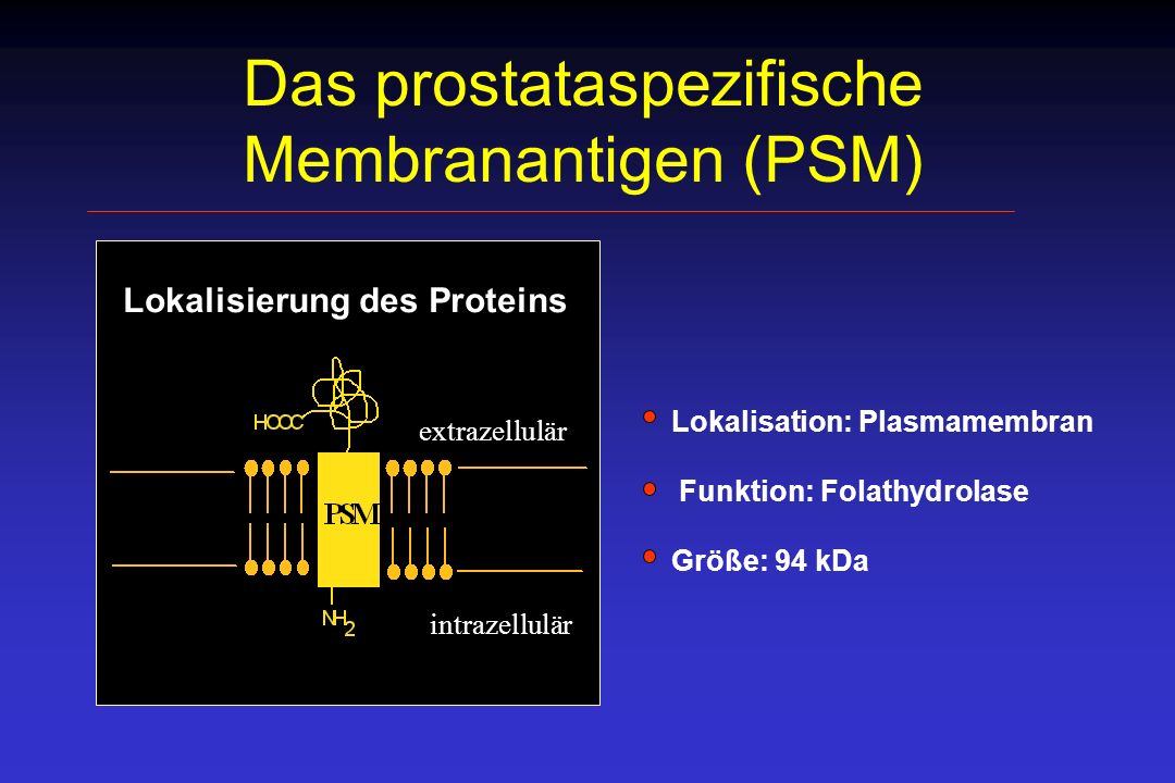 Das prostataspezifische Membranantigen (PSM)