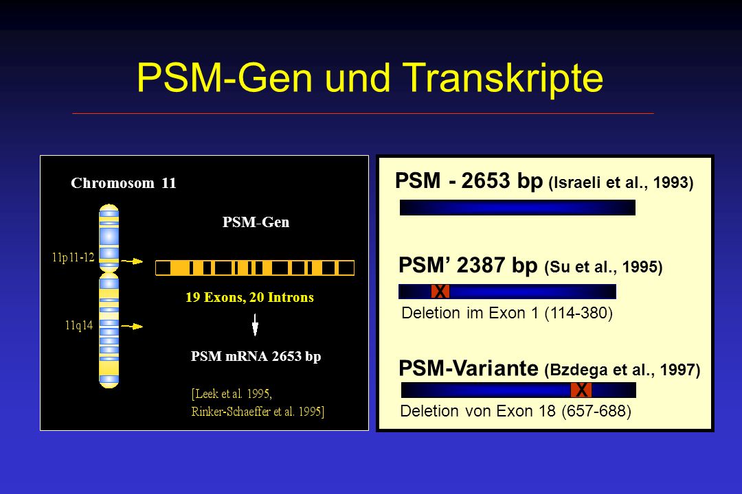 PSM-Gen und Transkripte