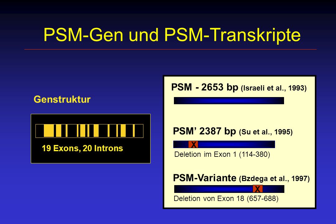 PSM-Gen und PSM-Transkripte