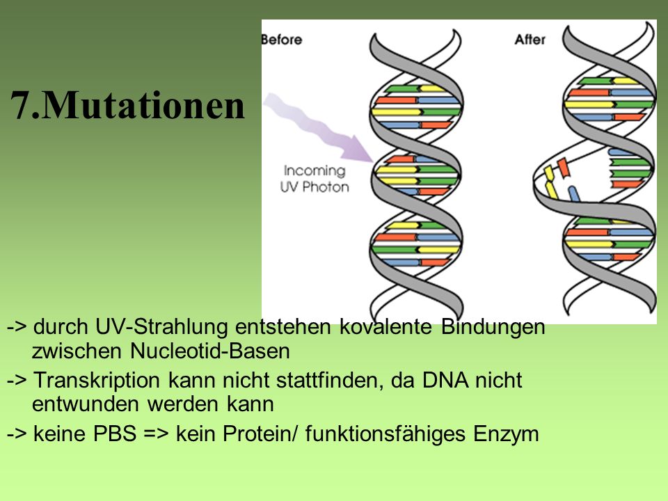 7.Mutationen -> durch UV-Strahlung entstehen kovalente Bindungen zwischen Nucleotid-Basen.