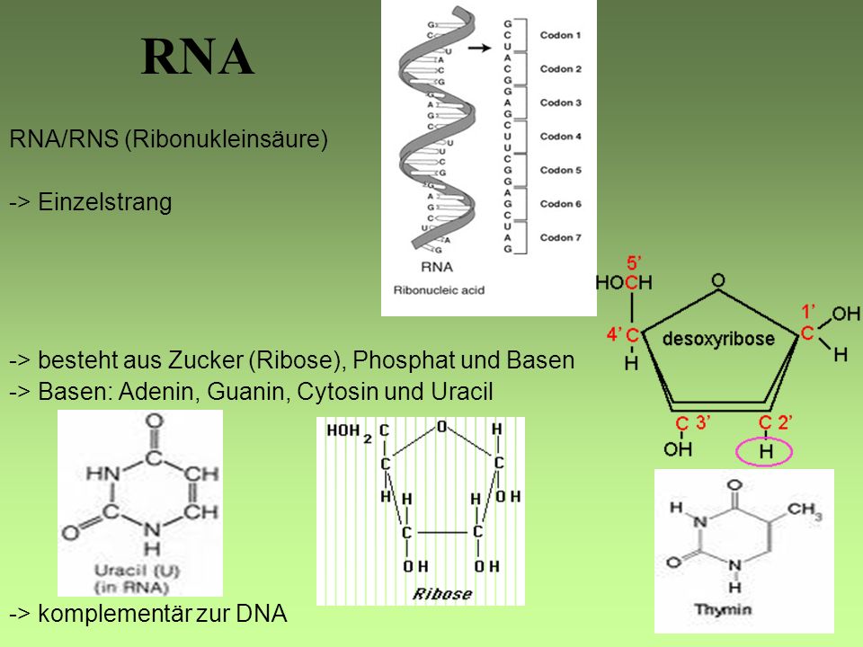 RNA RNA/RNS (Ribonukleinsäure) -> Einzelstrang