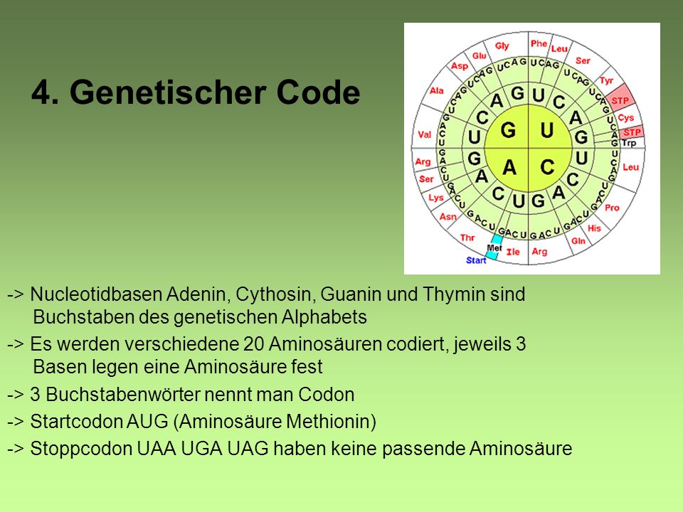 4. Genetischer Code -> Nucleotidbasen Adenin, Cythosin, Guanin und Thymin sind Buchstaben des genetischen Alphabets.