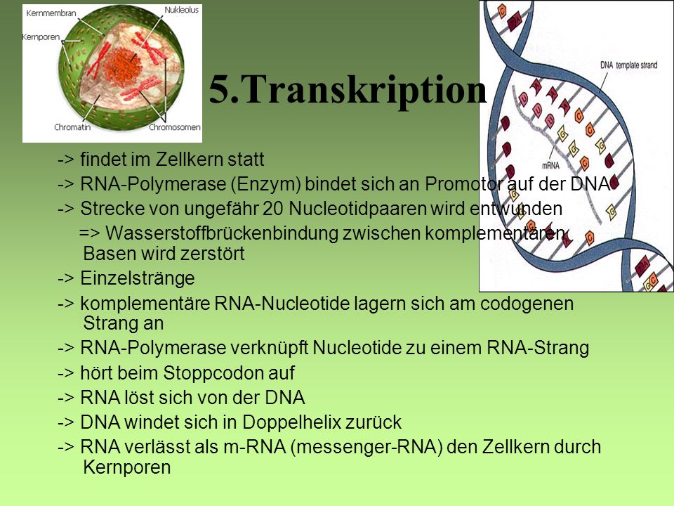 5.Transkription -> findet im Zellkern statt