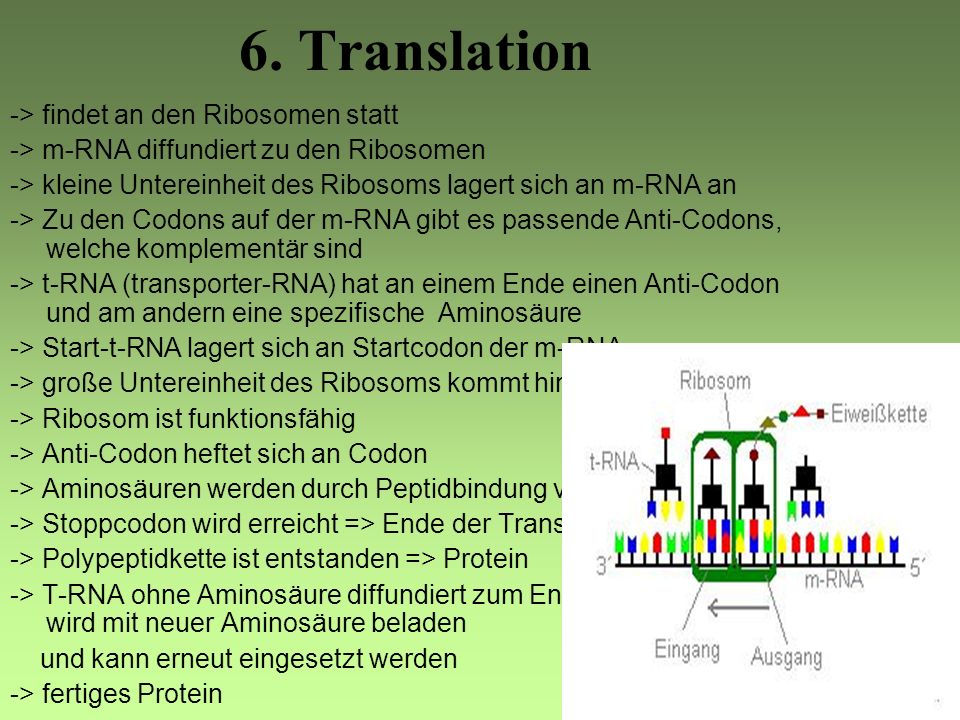 6. Translation -> findet an den Ribosomen statt