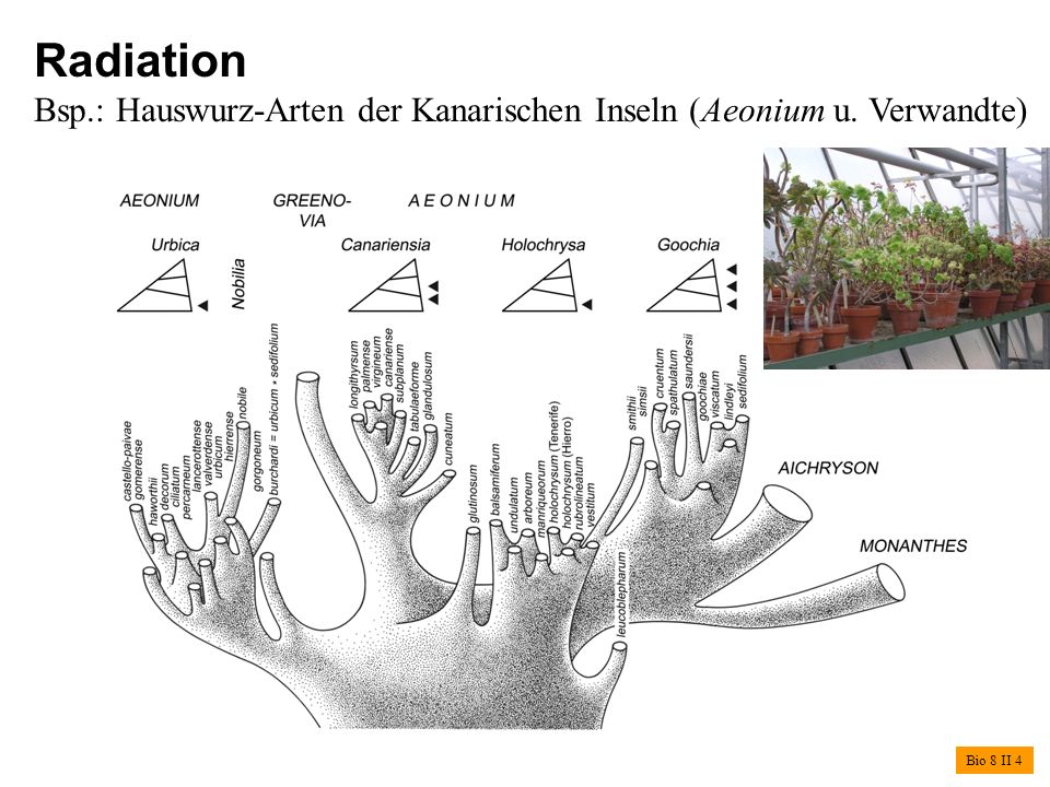 Radiation Bsp.: Hauswurz-Arten der Kanarischen Inseln (Aeonium u. Verwandte) Bio 8 II 4