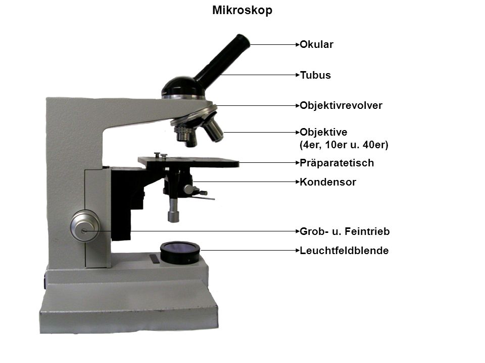 Mikroskop und Paraffineinbettung - ppt video online herunterladen