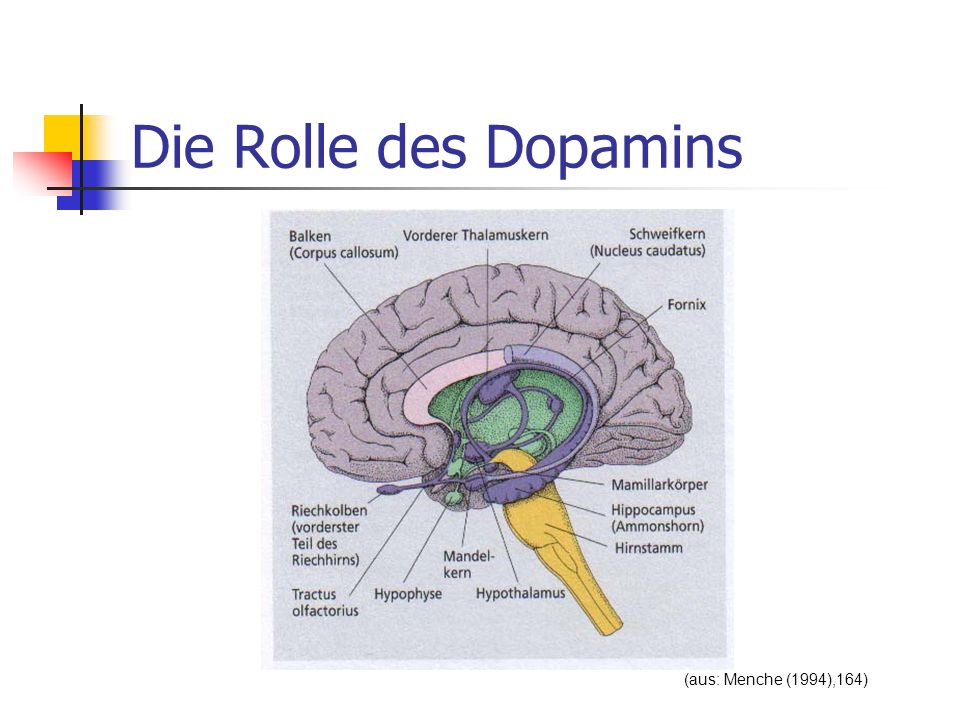 Die Rolle des Dopamins (aus: Menche (1994),164)
