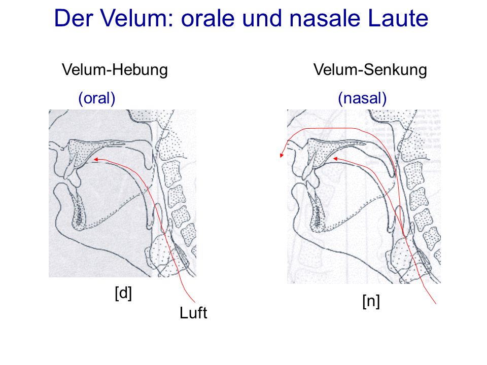 Der Velum: orale und nasale Laute