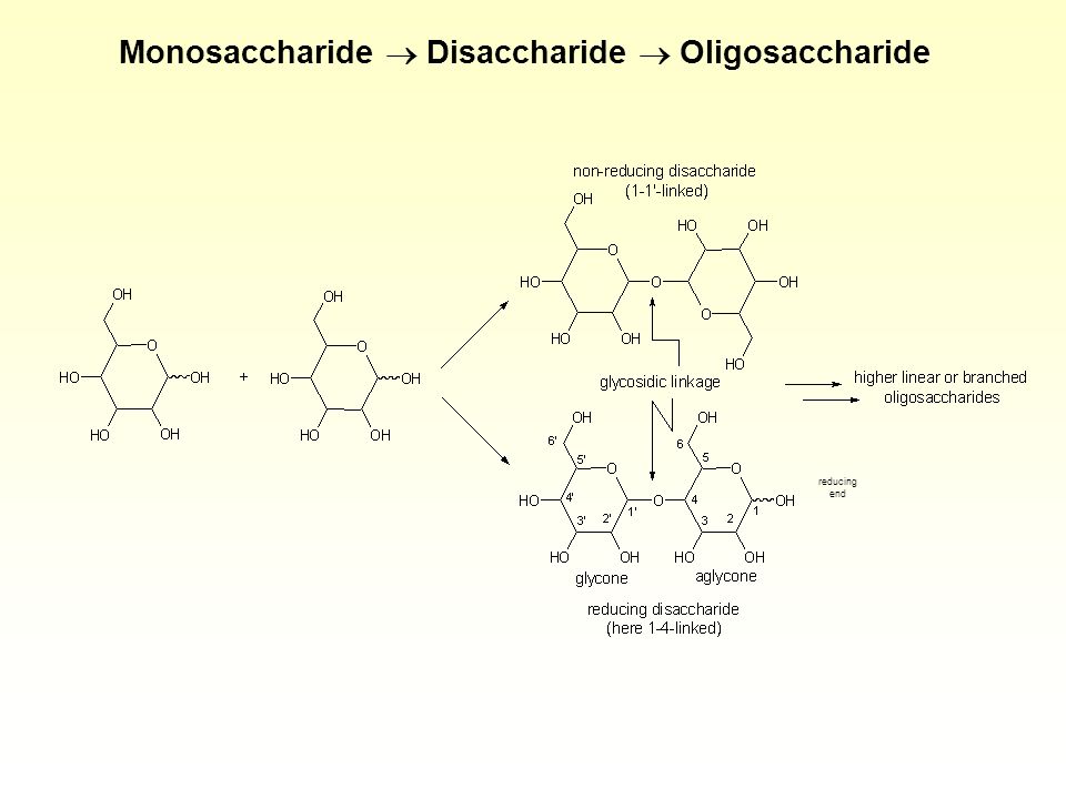 Monosaccharide  Disaccharide  Oligosaccharide
