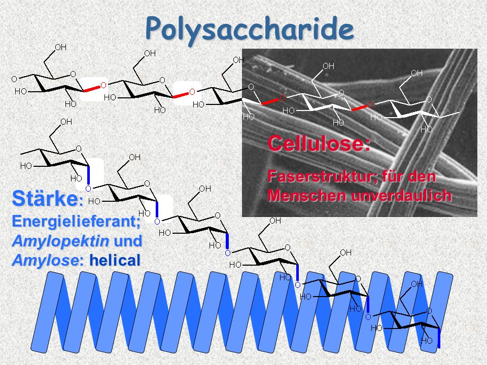 Polysaccharide Cellulose: