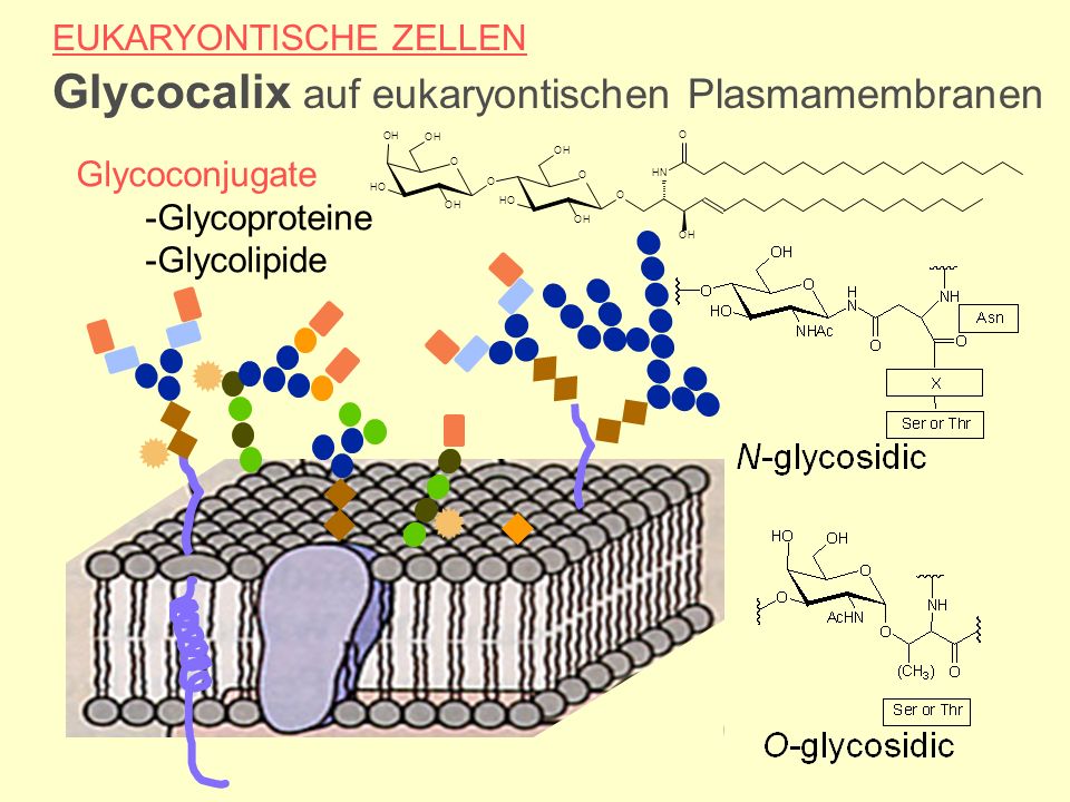 EUKARYONTISCHE ZELLEN Glycocalix auf eukaryontischen Plasmamembranen