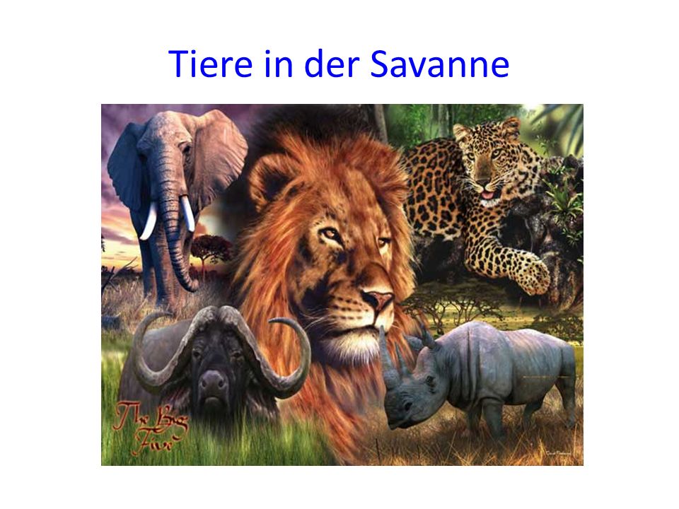 Tiere in der Savanne