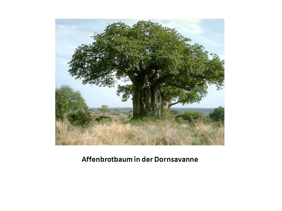 Affenbrotbaum in der Dornsavanne