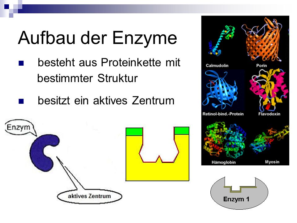 Aufbau der Enzyme besteht aus Proteinkette mit bestimmter Struktur