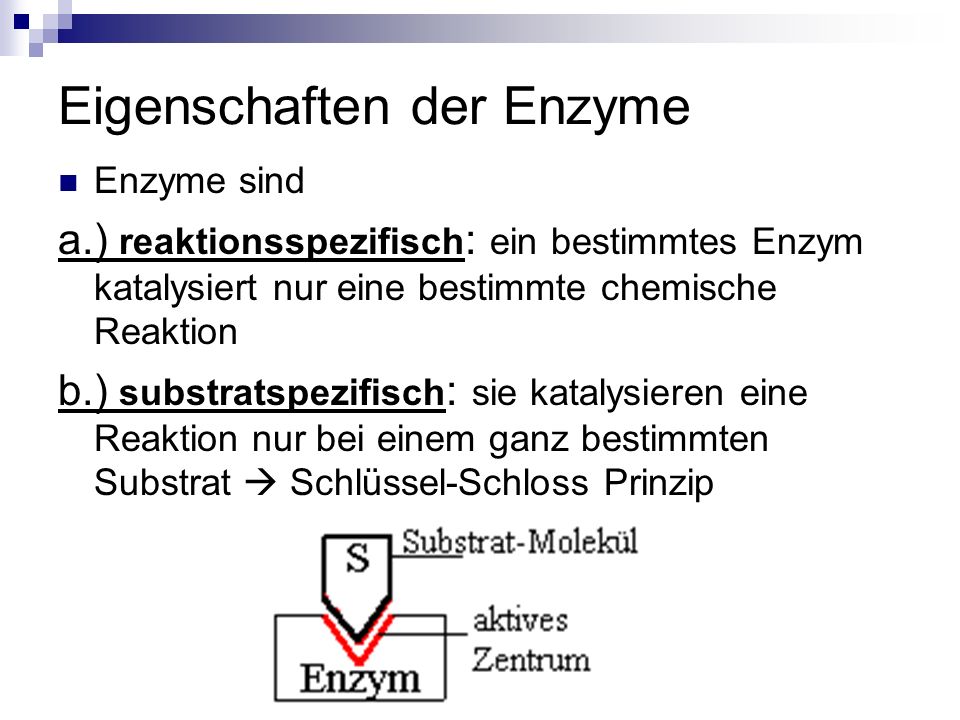Eigenschaften der Enzyme