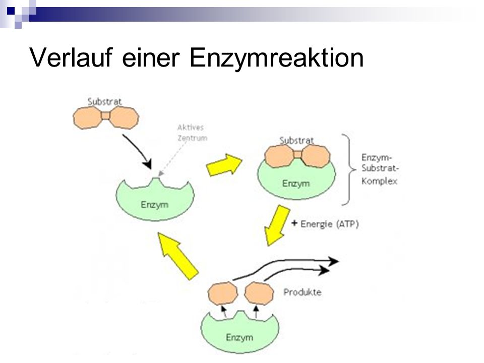 Verlauf einer Enzymreaktion