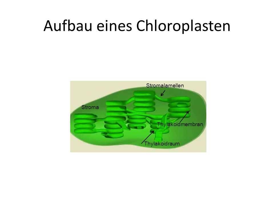 Aufbau eines Chloroplasten