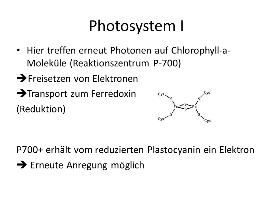 Photosystem I Hier treffen erneut Photonen auf Chlorophyll-a-Moleküle (Reaktionszentrum P-700) Freisetzen von Elektronen.