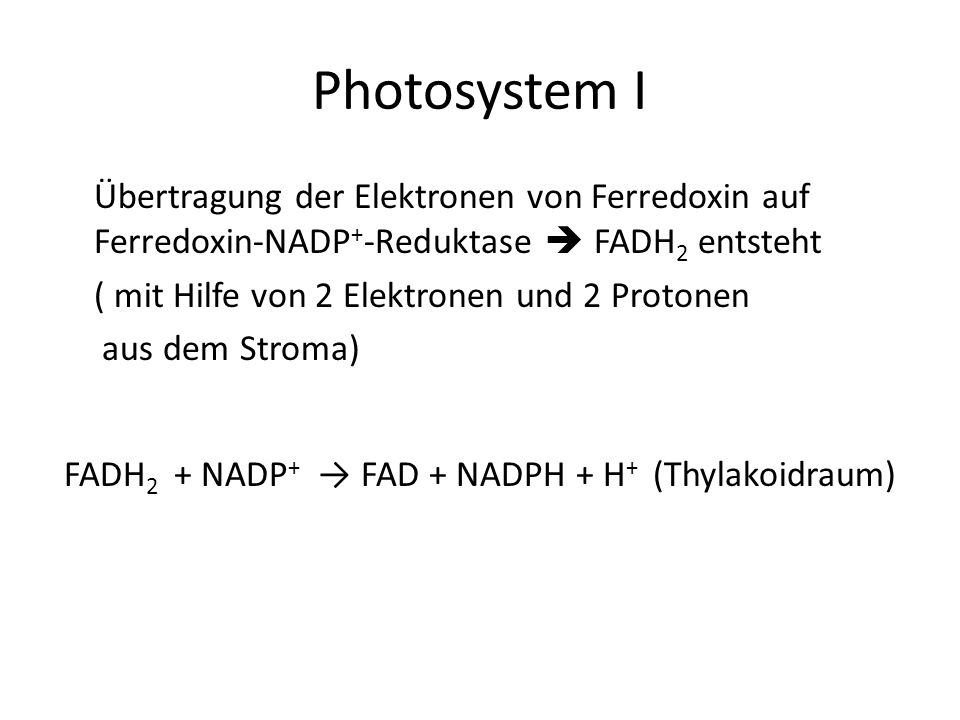 Photosystem I Übertragung der Elektronen von Ferredoxin auf Ferredoxin-NADP+-Reduktase  FADH2 entsteht.