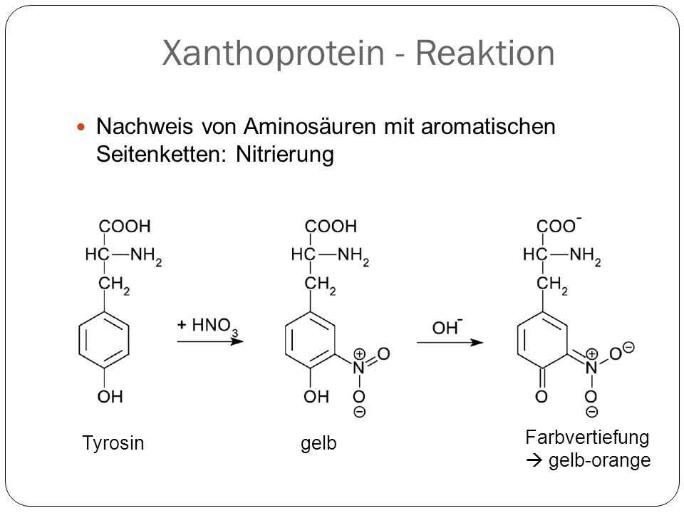 Xanthoprotein - Reaktion