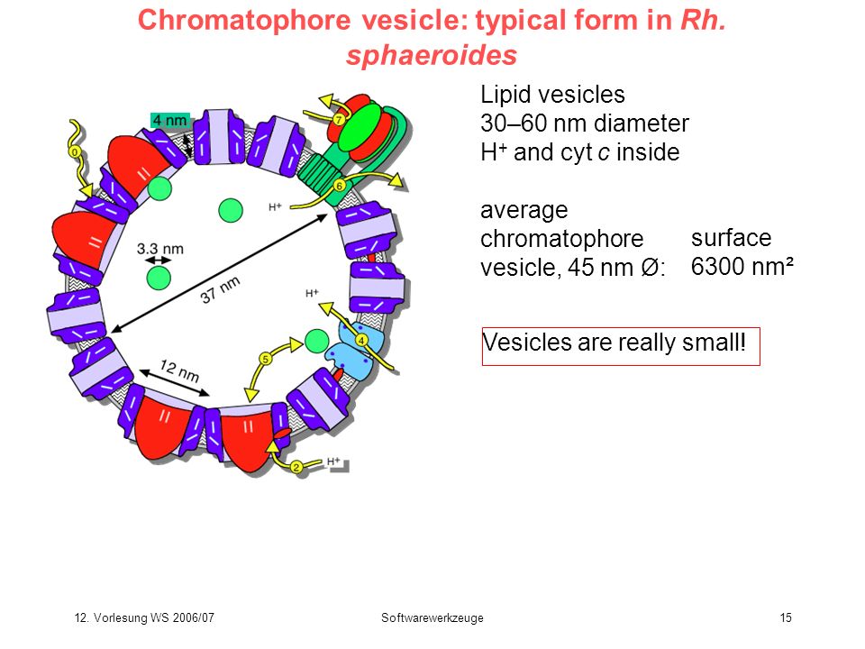 Chromatophore vesicle: typical form in Rh. sphaeroides