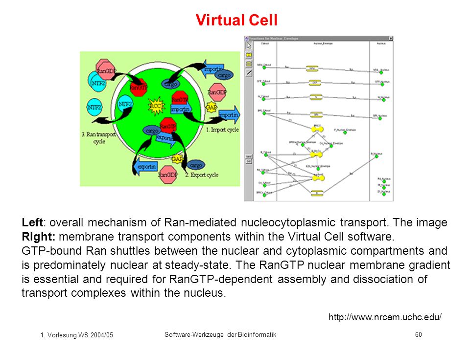 Virtual Cell Left: overall mechanism of Ran-mediated nucleocytoplasmic transport. The image.
