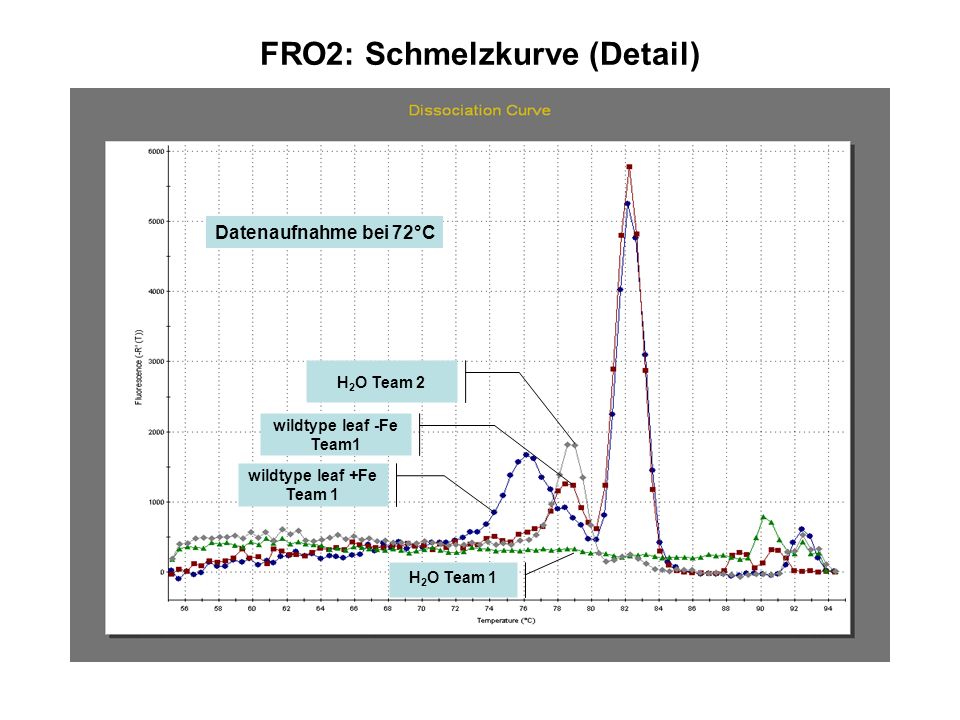 FRO2: Schmelzkurve (Detail)