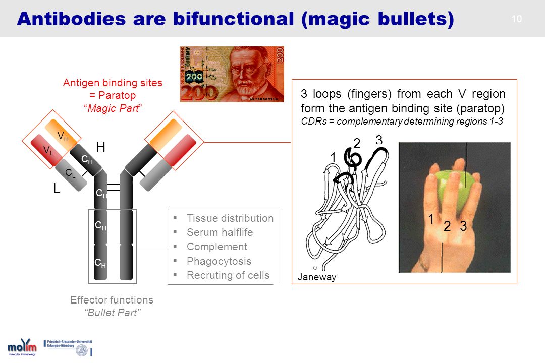 Antibodies are bifunctional (magic bullets)