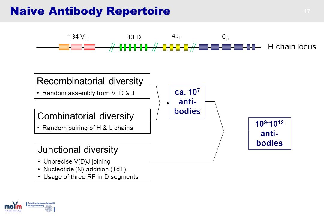 Naive Antibody Repertoire