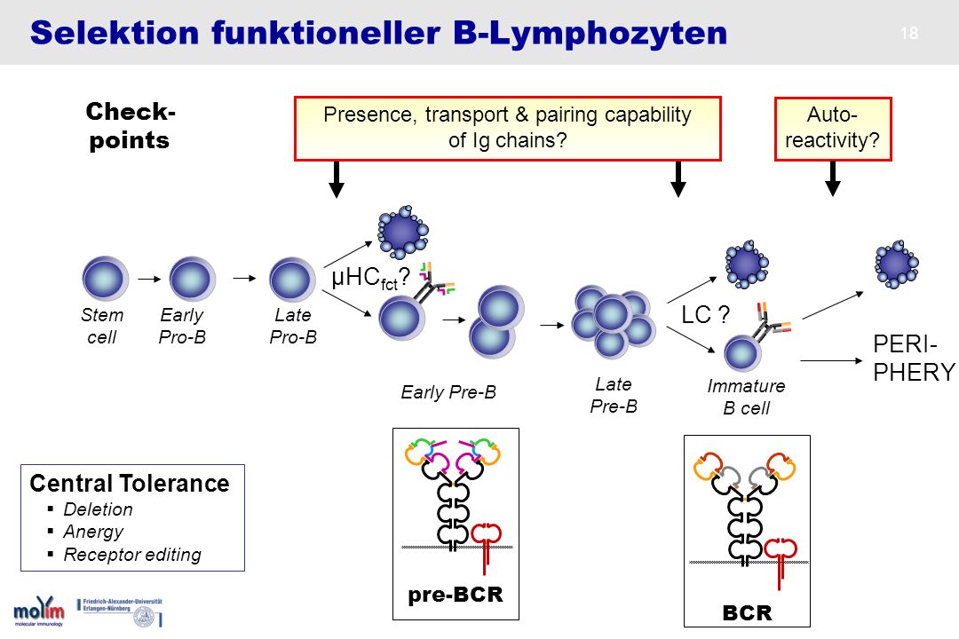 Selektion funktioneller B-Lymphozyten