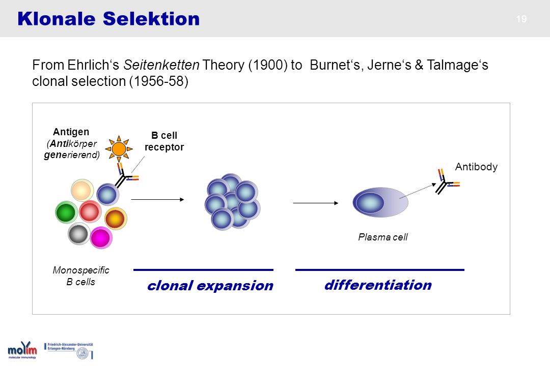 Klonale Selektion From Ehrlich‘s Seitenketten Theory (1900) to Burnet‘s, Jerne‘s & Talmage‘s. clonal selection ( )