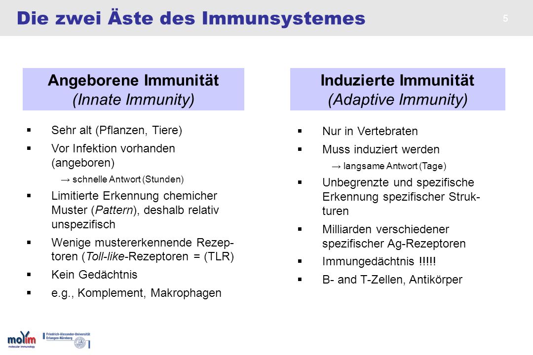 Die zwei Äste des Immunsystemes