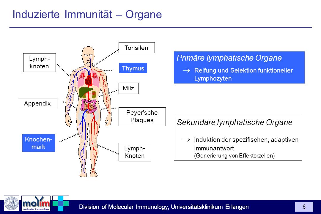 Induzierte Immunität – Organe