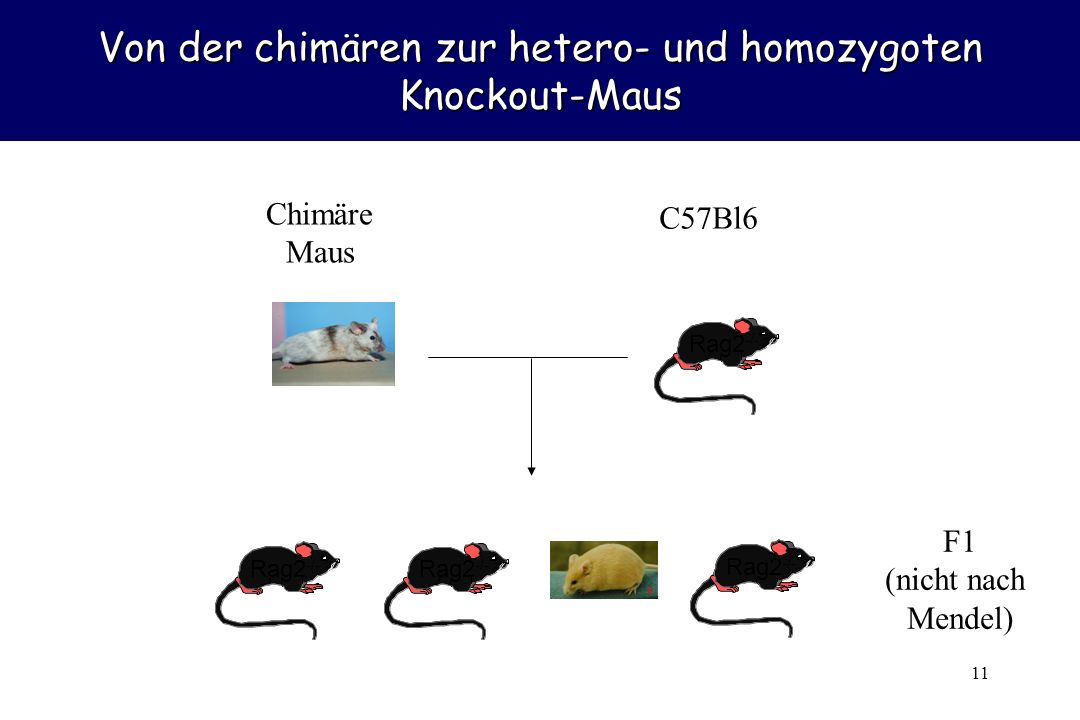 Von der chimären zur hetero- und homozygoten Knockout-Maus