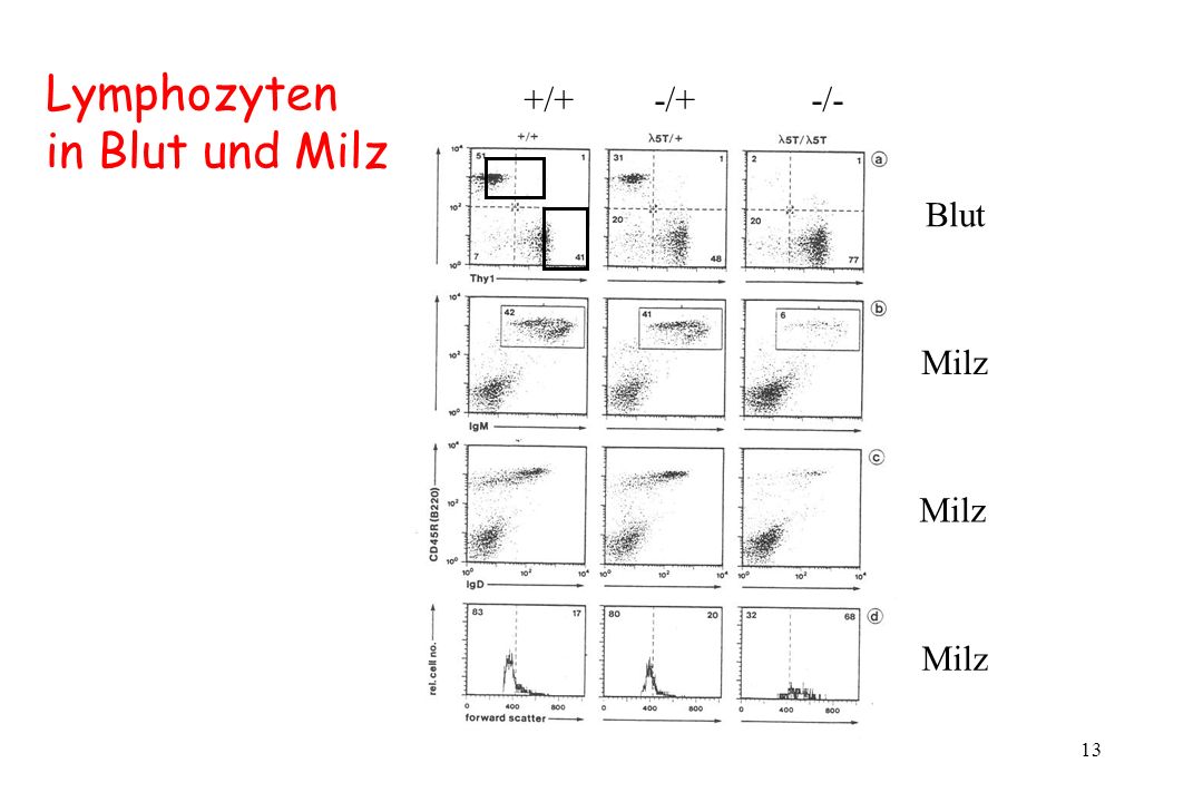 Lymphozyten in Blut und Milz +/+ -/+ -/- Blut Milz Milz Milz