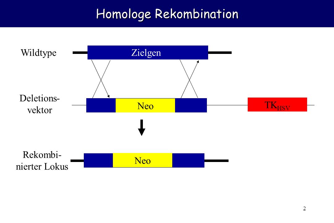 Homologe Rekombination