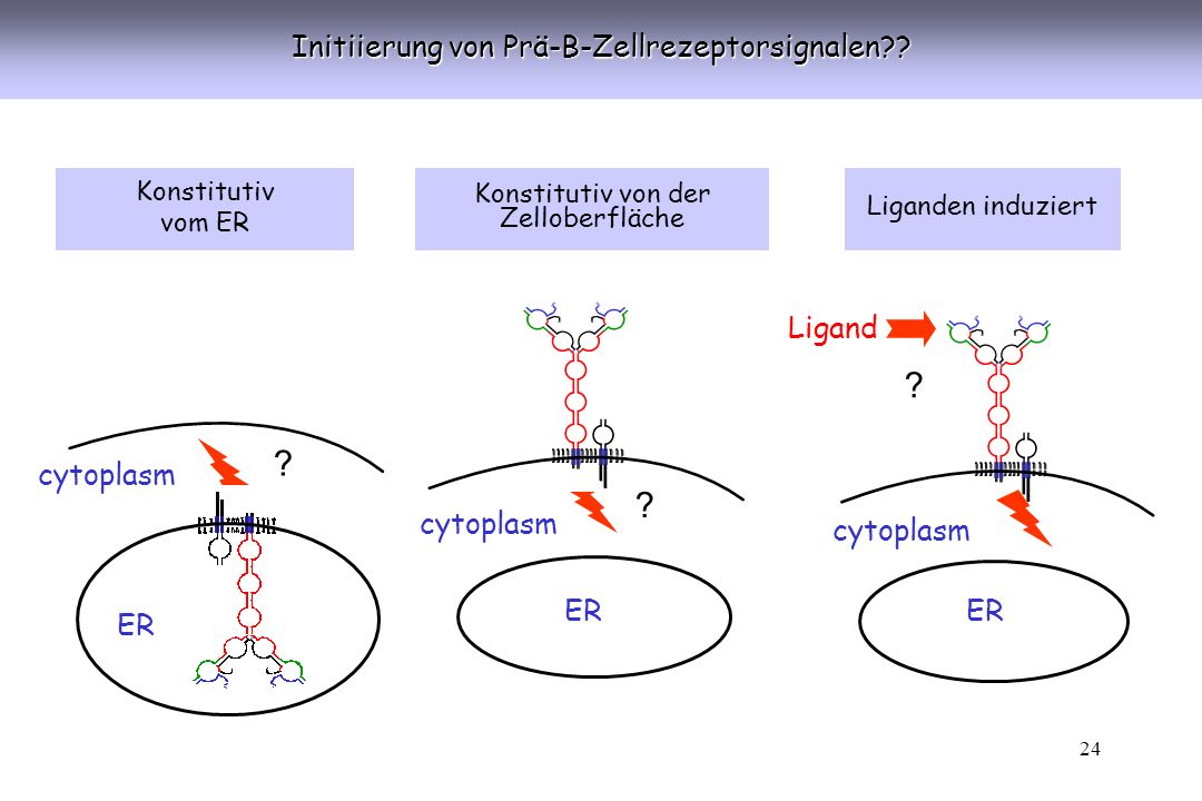 Initiierung von Prä-B-Zellrezeptorsignalen Ligand cytoplasm