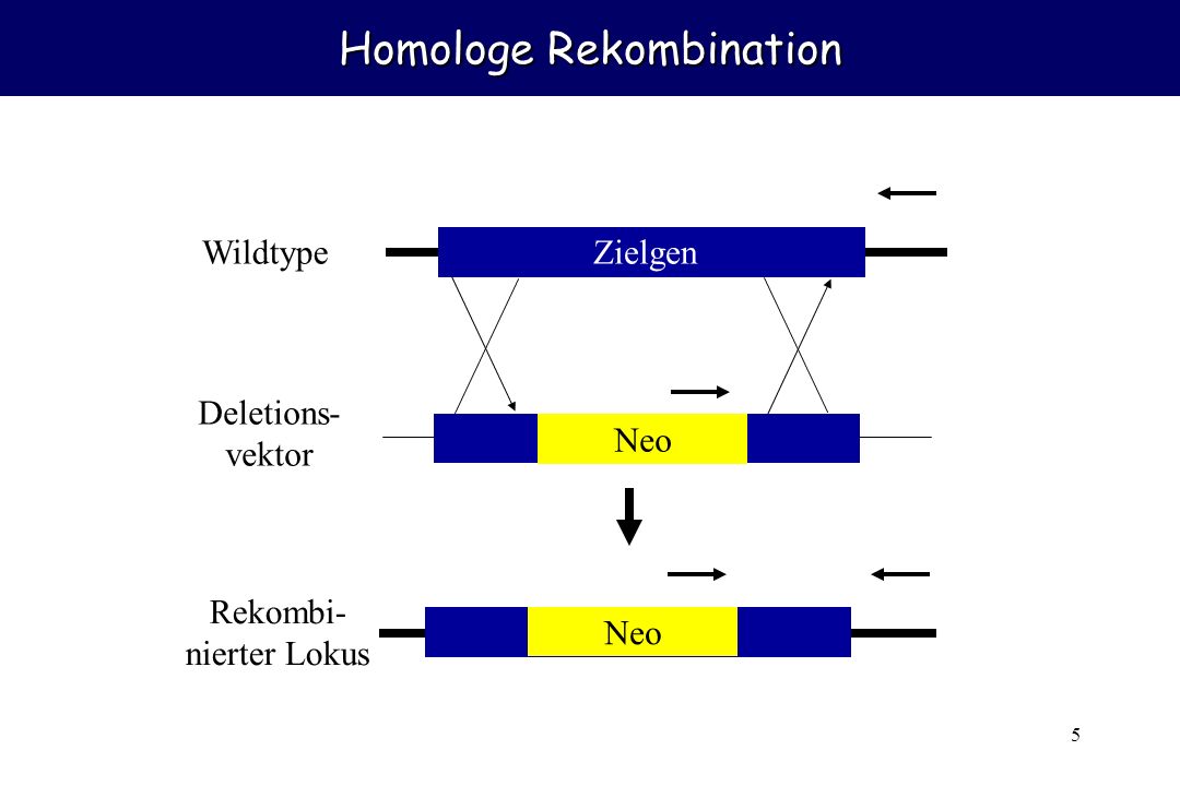 Homologe Rekombination