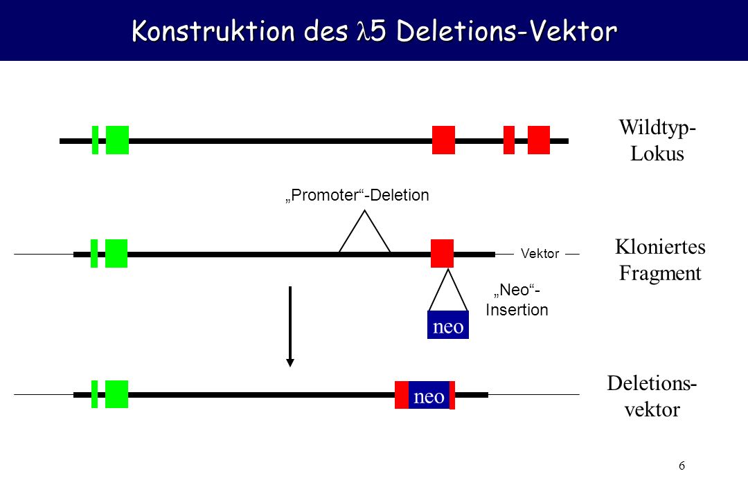 Konstruktion des λ5 Deletions-Vektor