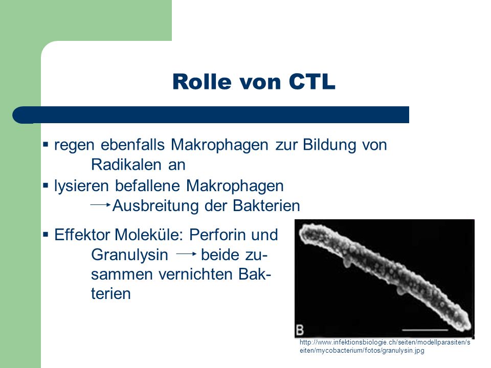 Rolle von CTL regen ebenfalls Makrophagen zur Bildung von Radikalen an