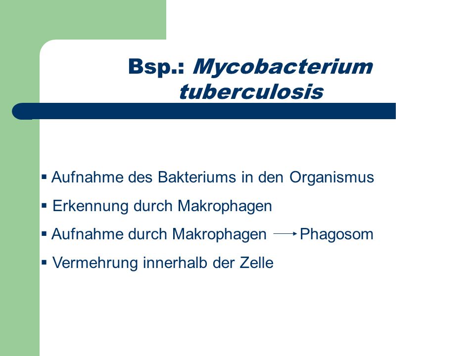 Bsp.: Mycobacterium tuberculosis