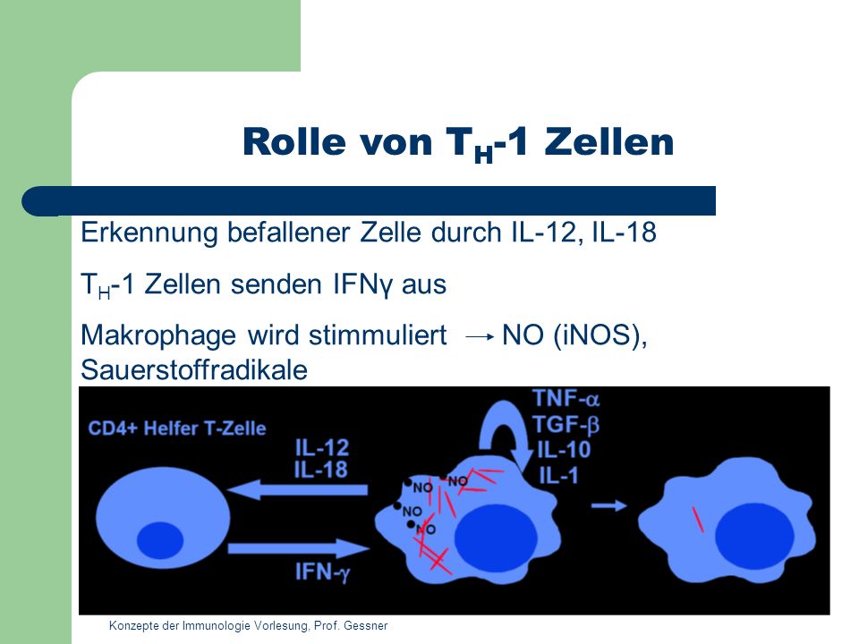 Rolle von TH-1 Zellen Erkennung befallener Zelle durch IL-12, IL-18