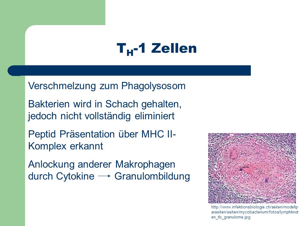 TH-1 Zellen Verschmelzung zum Phagolysosom
