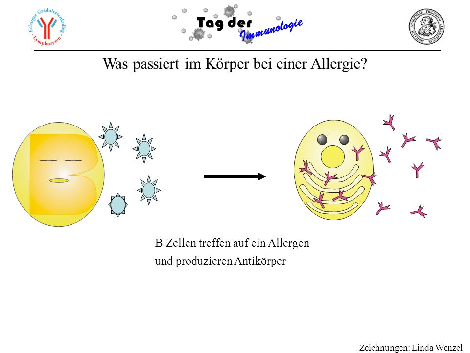 Was passiert im Körper bei einer Allergie