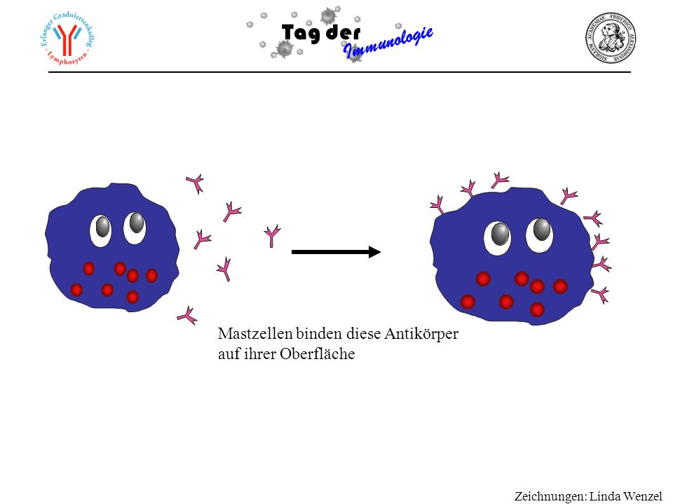 Mastzellen binden diese Antikörper auf ihrer Oberfläche