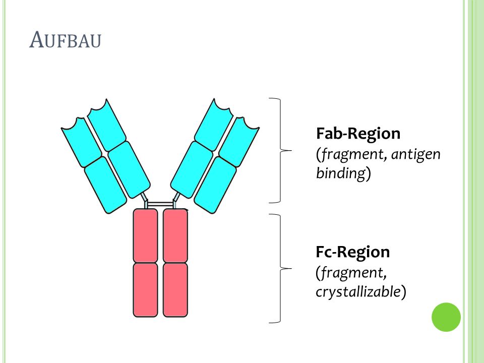 Aufbau Fab-Region Fc-Region (fragment, antigen binding)